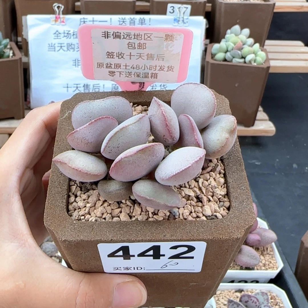 442白肌红蛋多肉