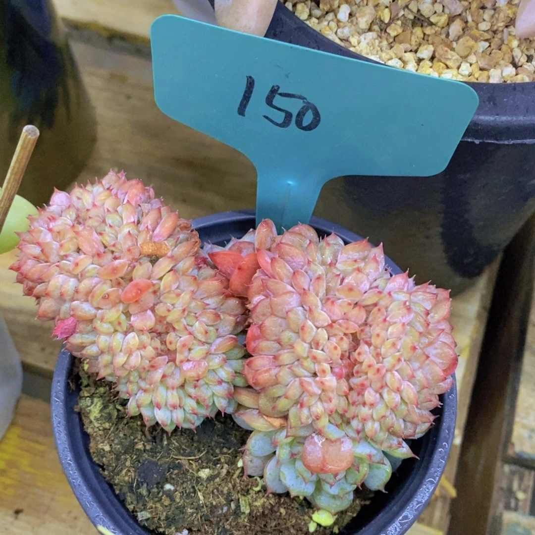 双十一专场开启，一单包邮