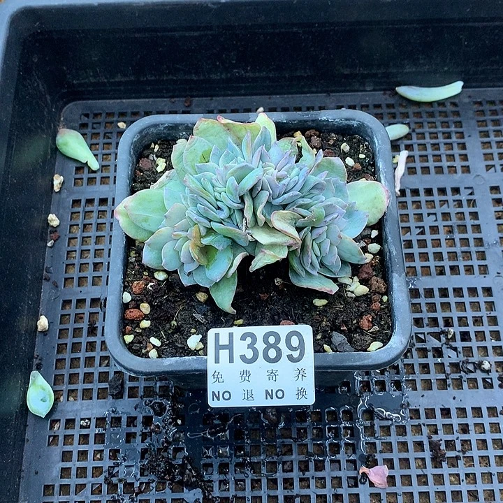 白凤缀化 非偏远38包邮、节后发
