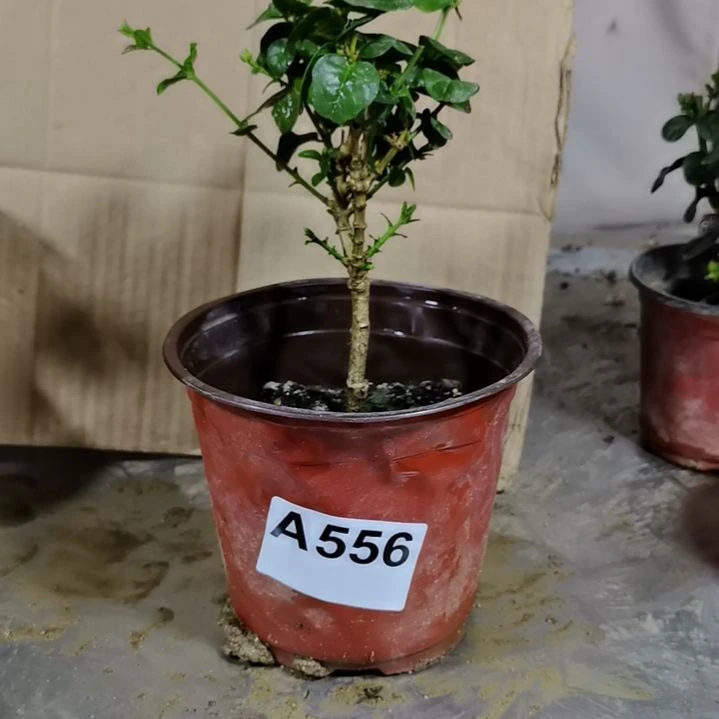 大部分花苞少量开放晓*