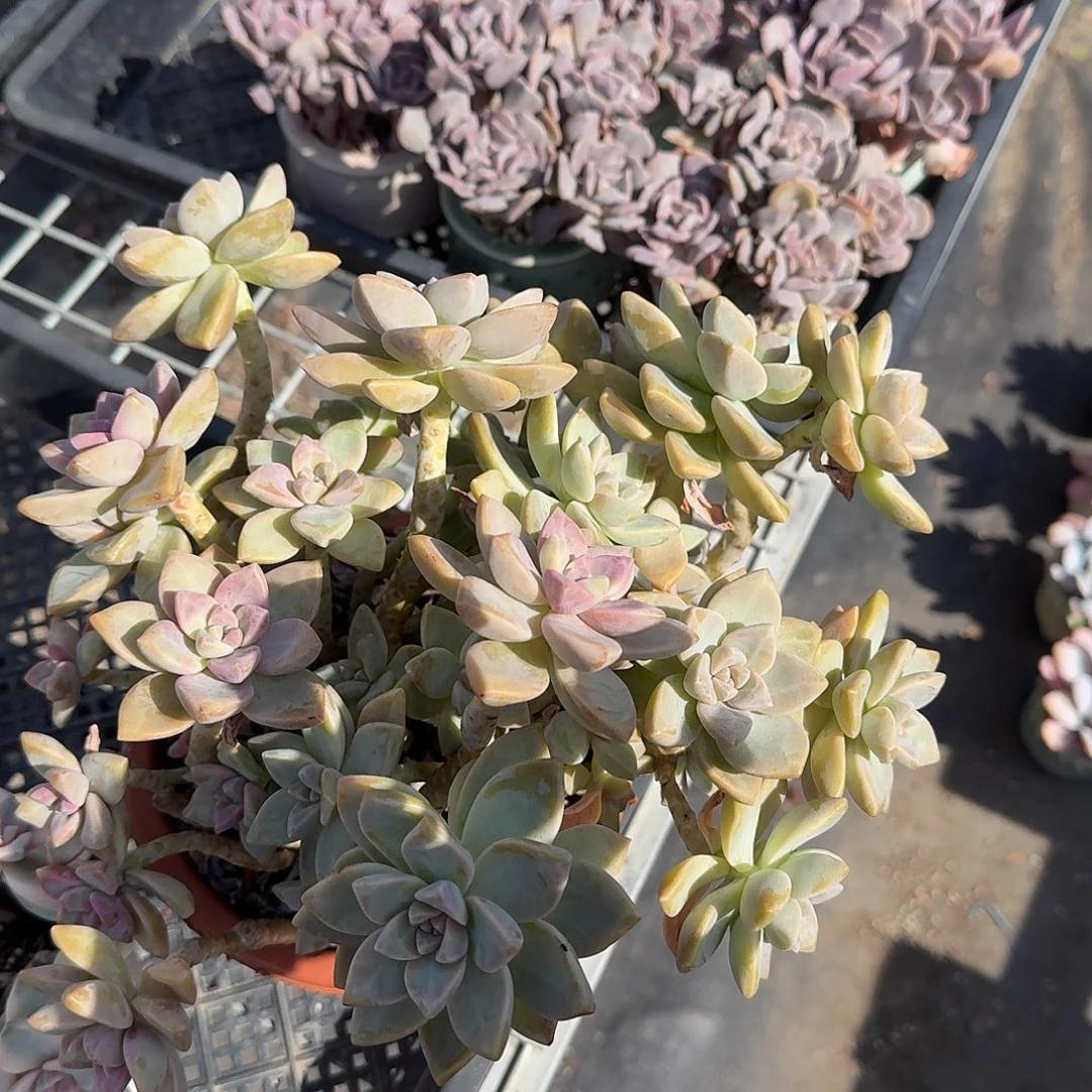 淡雪群生多肉植物