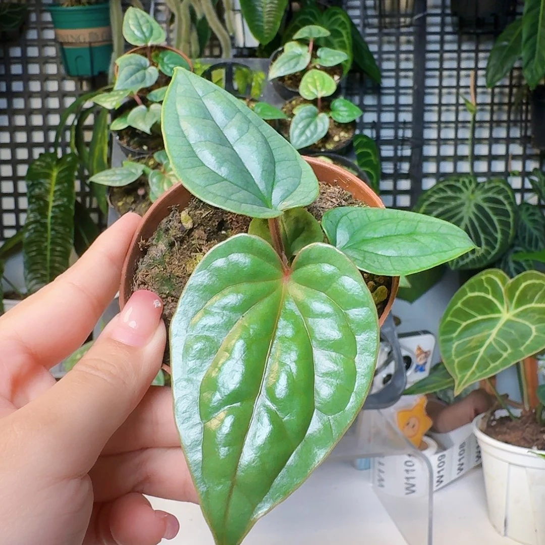 鸭***菜无花朵一物一拍W106