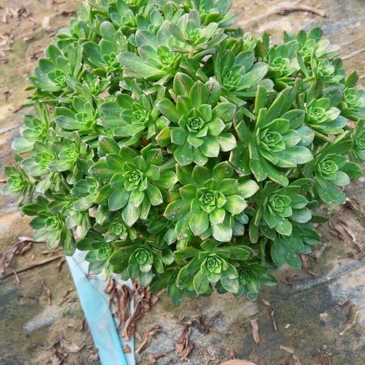 184绿茶多肉植物