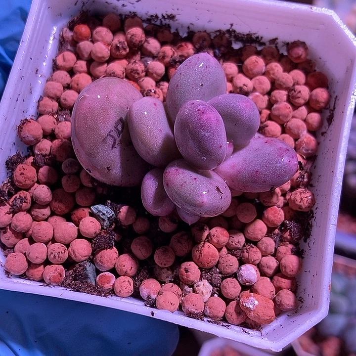 黄金鸡蛋大叶奶酪锦多肉植物
