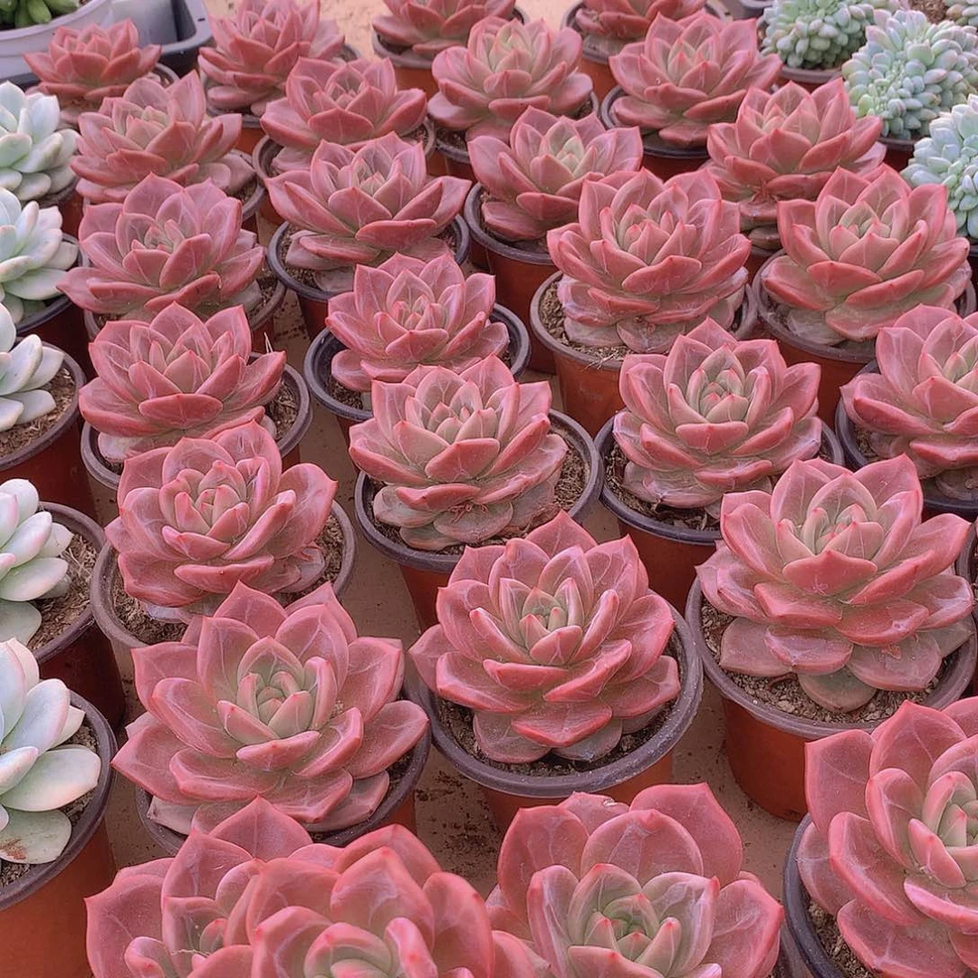 优选香槟3457899990000瓶