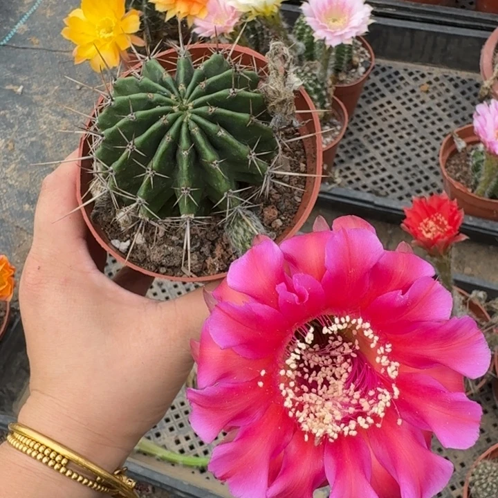 375实生彩草瘦脱土掰花斑