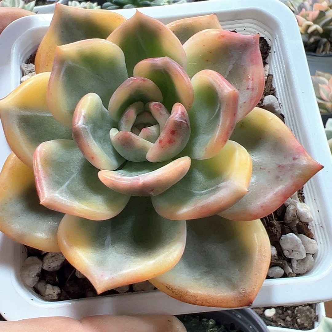 伊丽莎白锦  小方花圃一单包邮非偏远