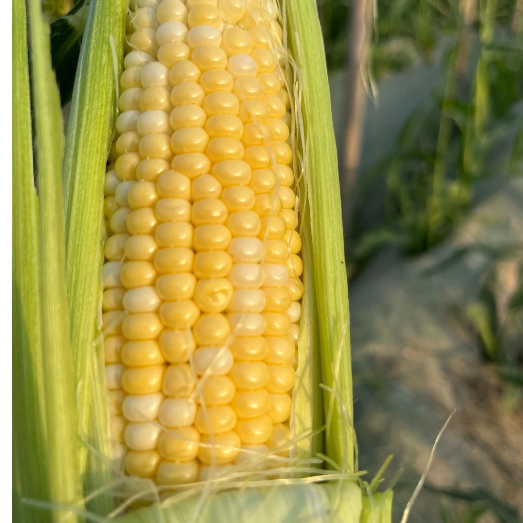 青县本地水果玉米，鲜食煮着吃都好吃【京东生鲜速运】5斤-9.5斤新鲜河北省