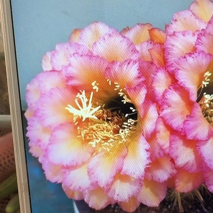 温醇侧芽5公分左右毛花柱（20包邮）