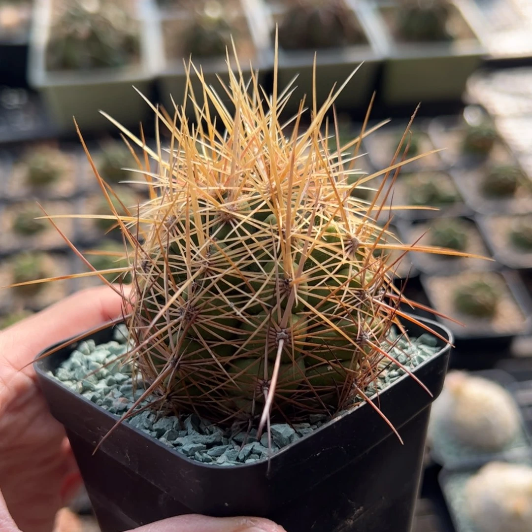 实生大统领 脱土发货多肉植物