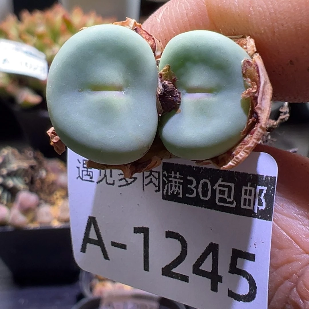 dows 多肉植物11111111111111111