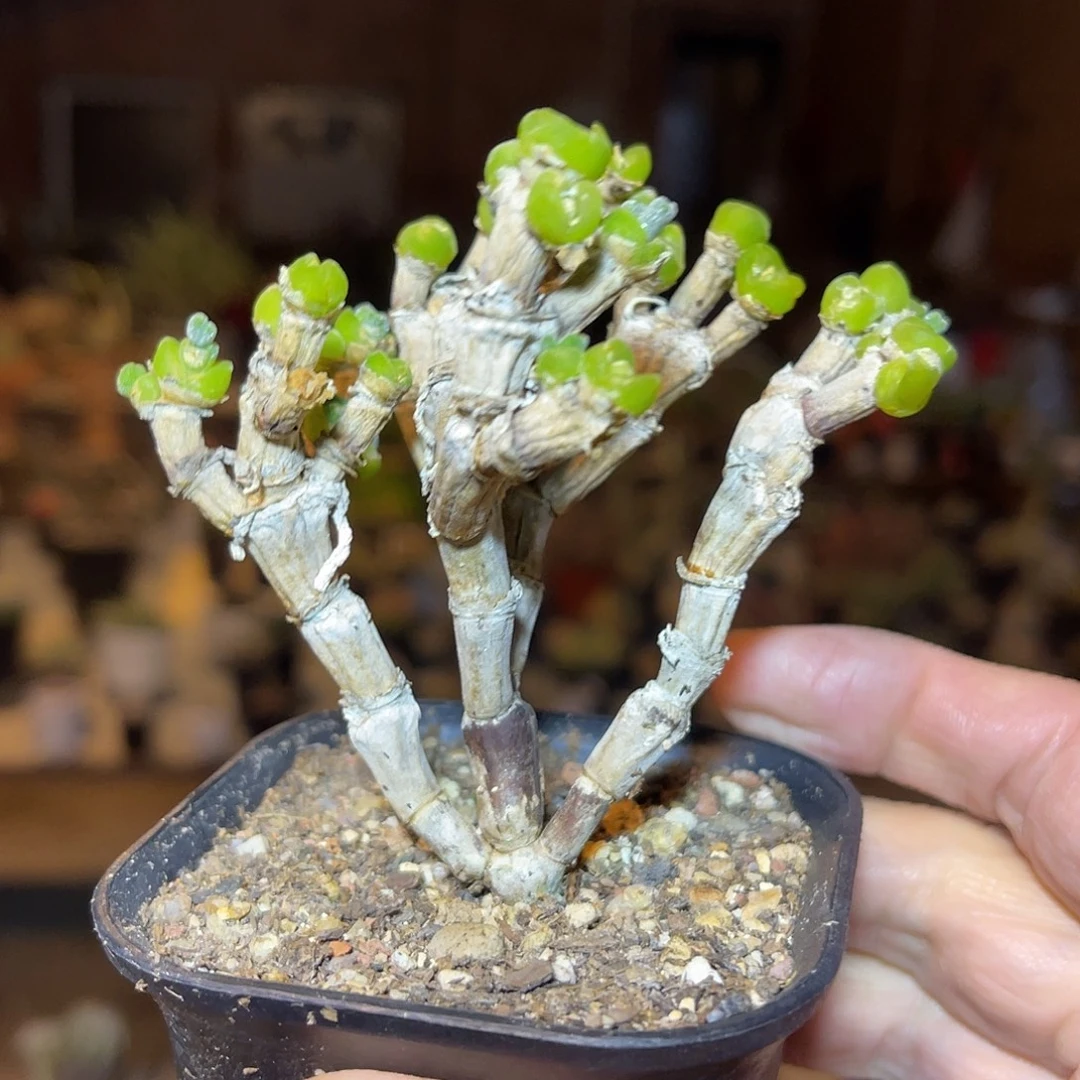 实生碧光环大老桩一物一拍