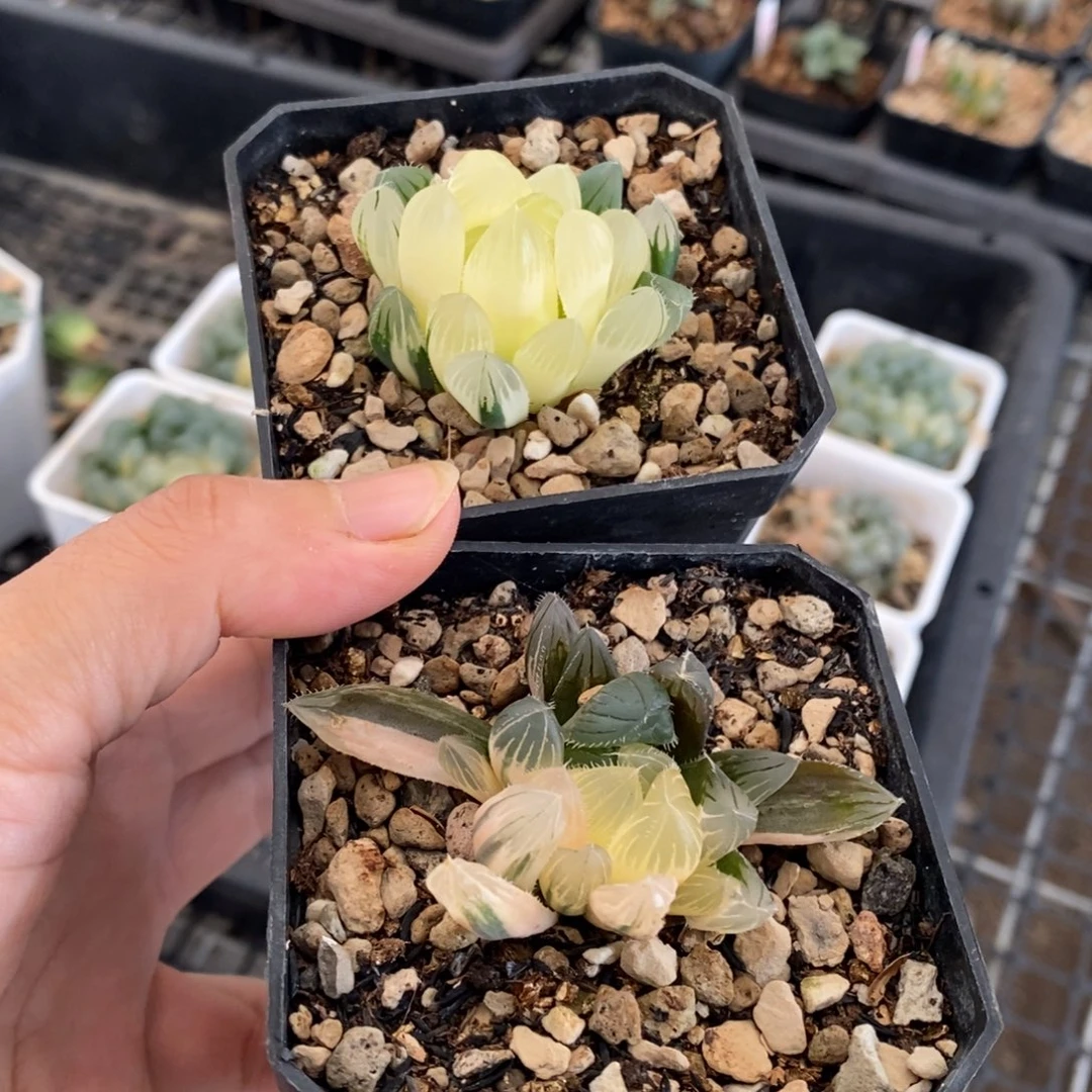 15带盆发货多肉植物