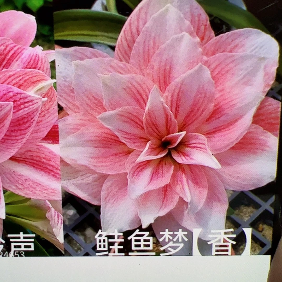 朱顶红新品鲑鱼梦1号