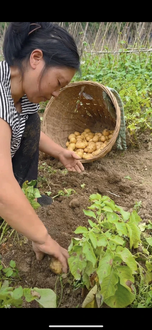四川农家高山马尔科正宗米兰土豆