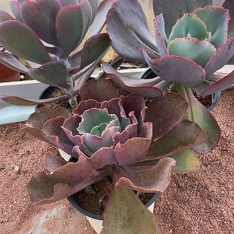 惠***姐A 2 8号包菜系多肉植物3棵