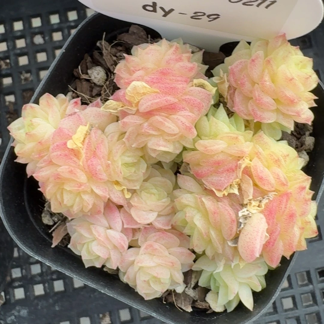 红陶0211-29/繁华麦秆