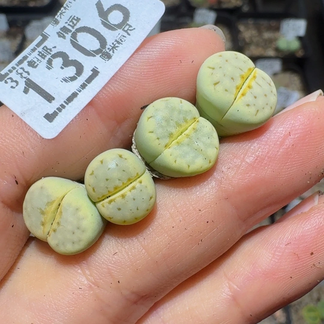 萍****绝绝绝子生石花1306