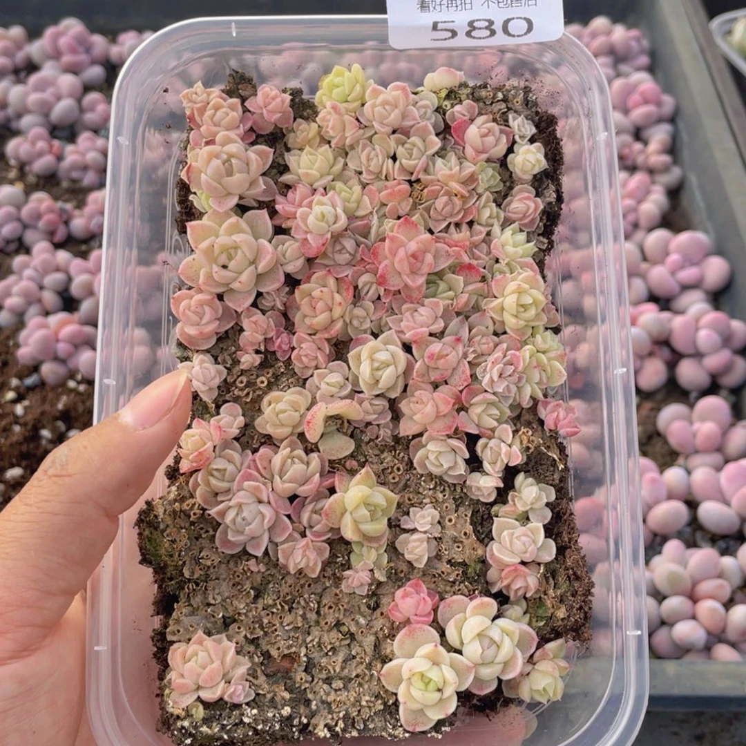云糖心多肉植物580