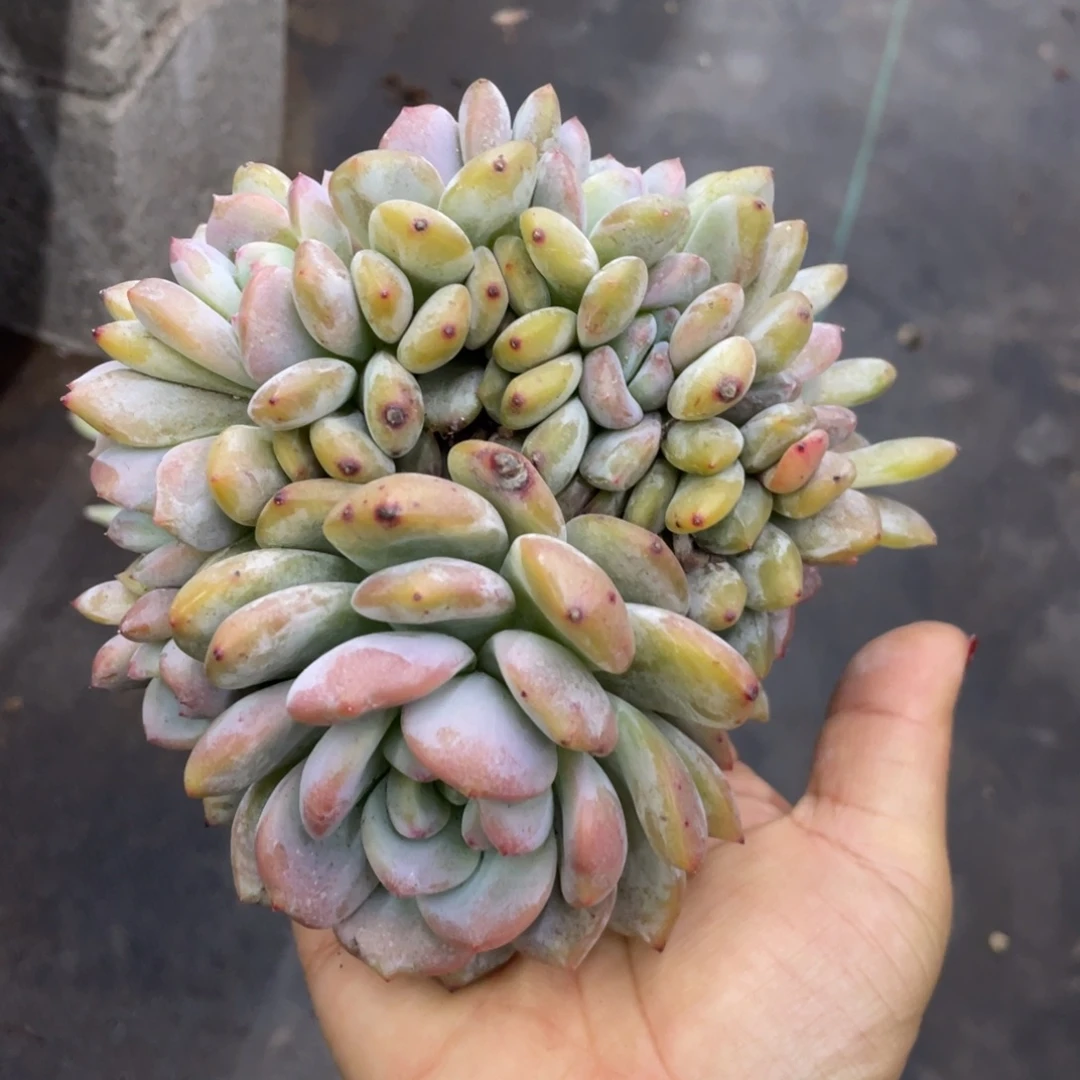 紫皮石榴子星影朵朵缀14头微瑕