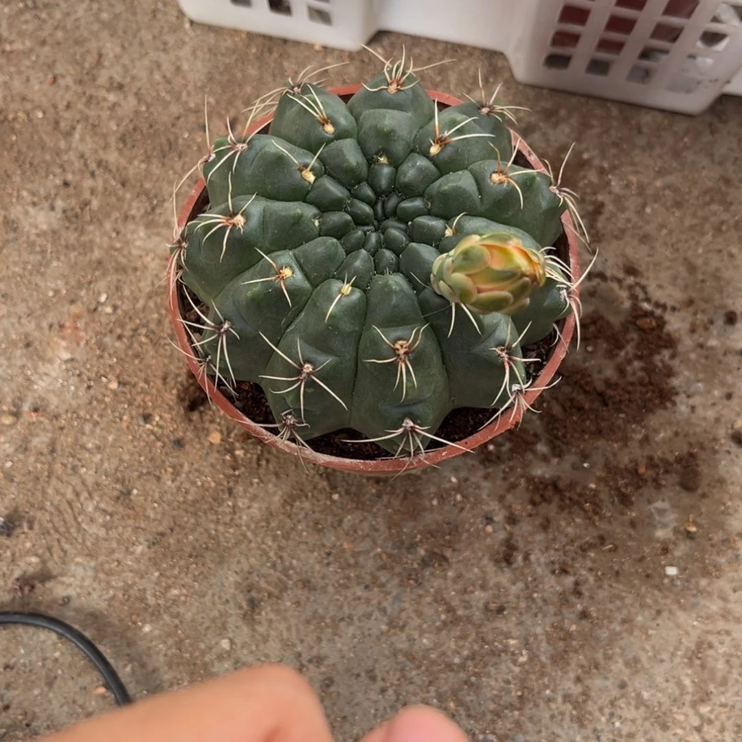 薇***6实生绯花玉仙人球