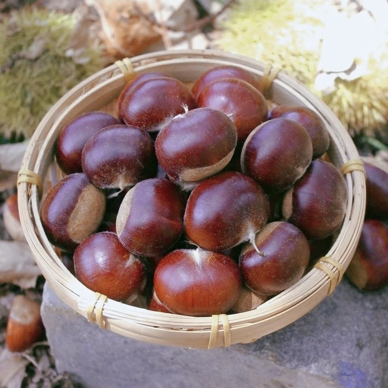 【头茬红壳山栗子】云南2025高山红皮板栗生吃脆甜熟吃粉糯易剥内皮