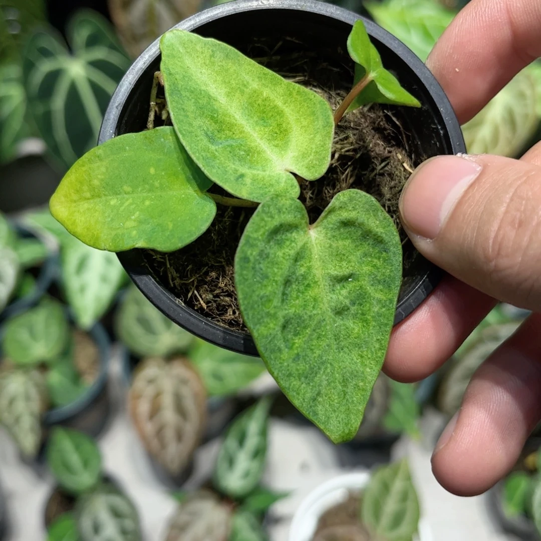 完全开放黑凤凰杂薄荷花烛锦