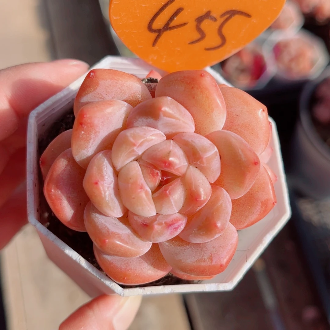 455号小老桩糖心群