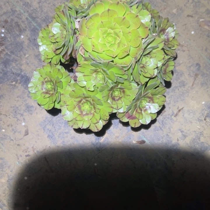 不包侧枝一物一拍239