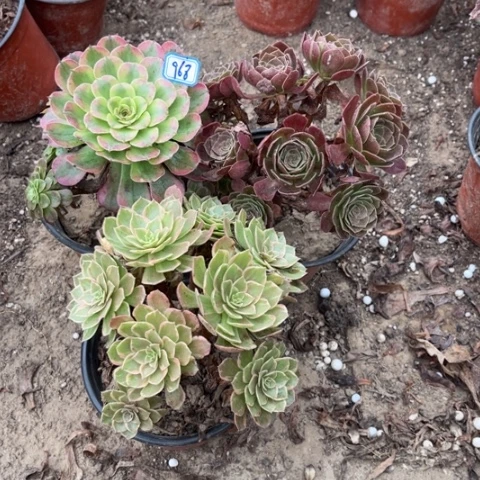 968多肉植物组合，