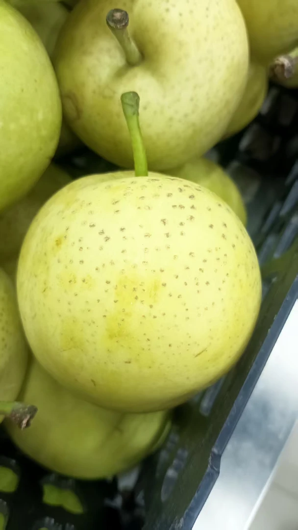 陕西洋县草坝村黄金梨现摘直发脆甜多汁酥脆可口甜香5斤包邮