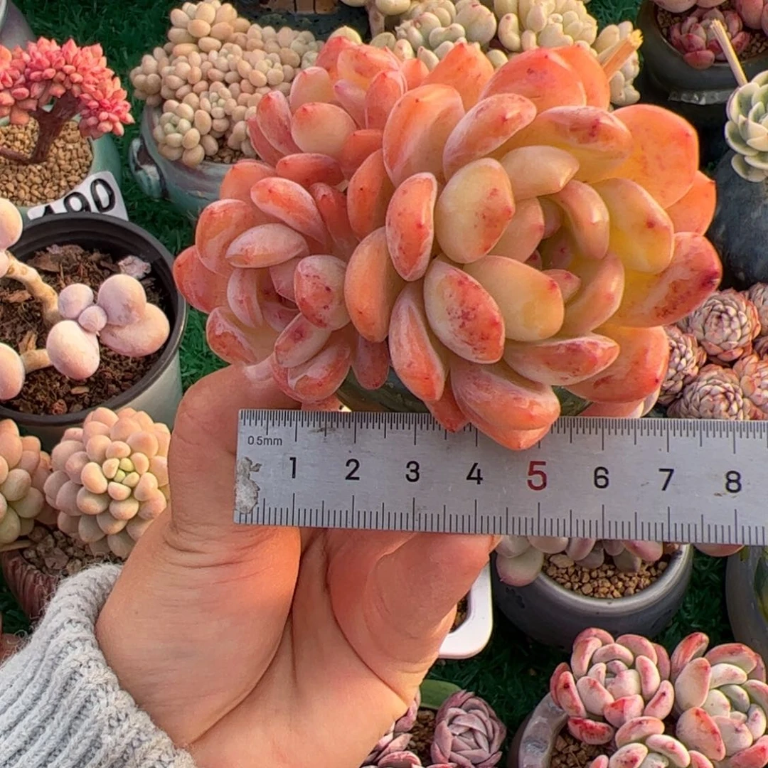 华*384 多肉植物组合盆栽