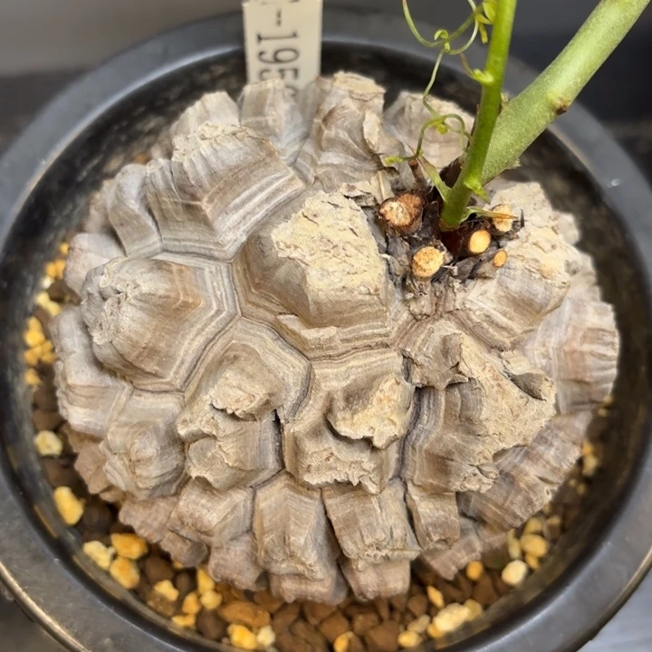 9号日系龟甲龙带盆包邮不退不换