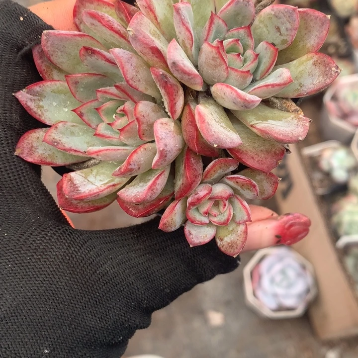 荷花双 特价2颗  （不满9.99发空盆冷地区不拍保温扣3.9多肉）