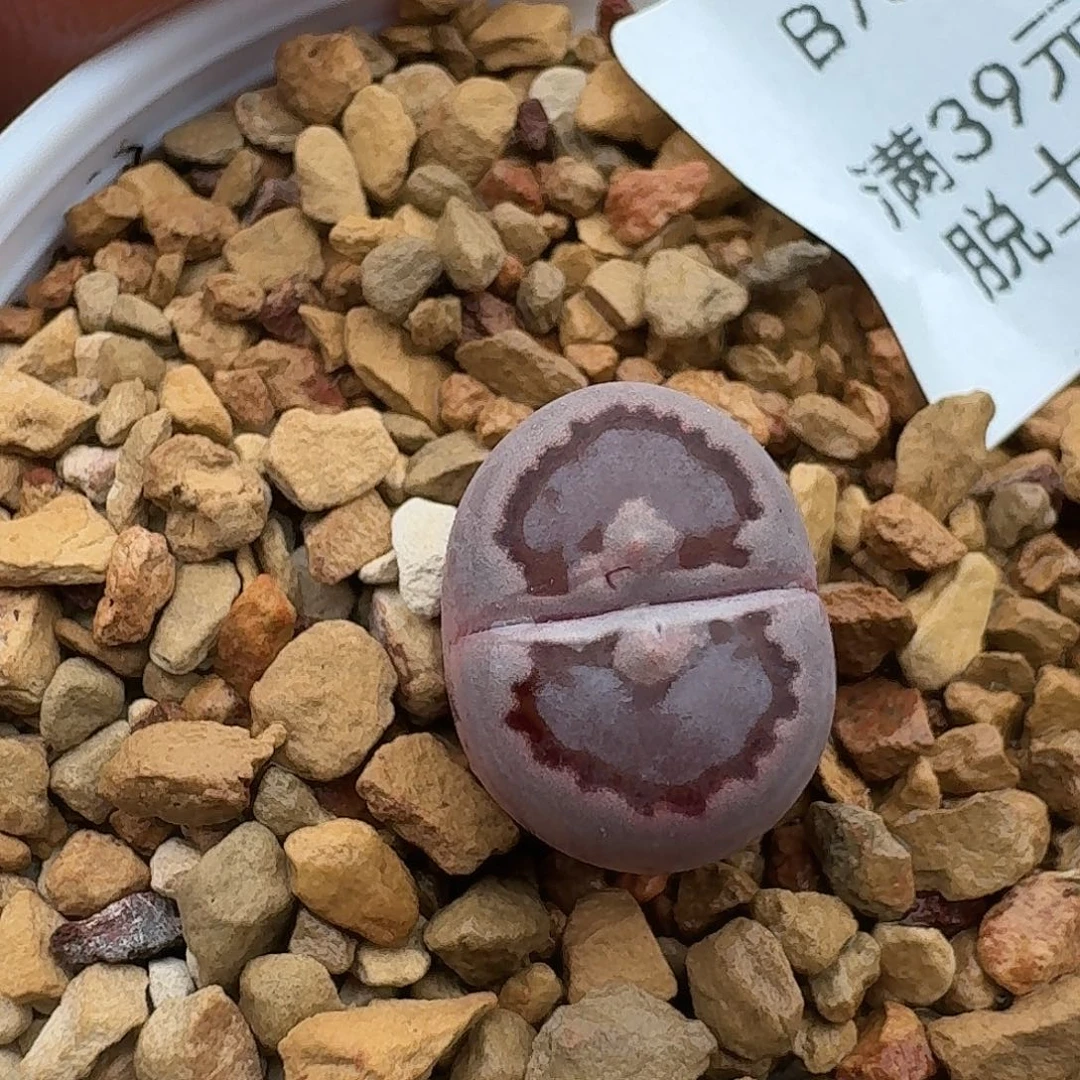 73多肉哈哈哈哈哈哈哈