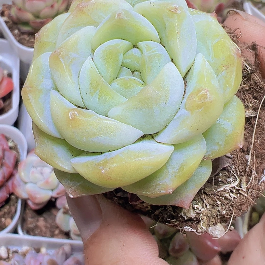 单头白梦幻19包邮多肉植物