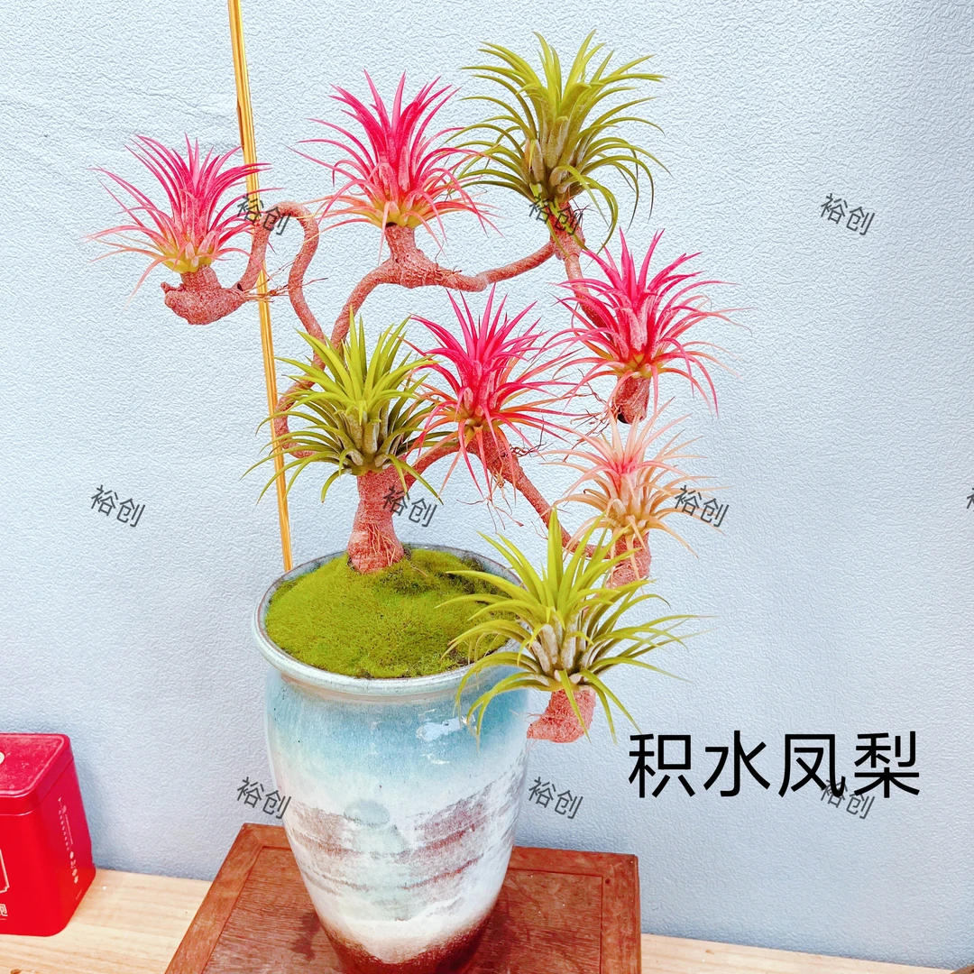 空气凤梨红黄绿三色组合室内办公室好养美观净化空气植物绿植酒柜