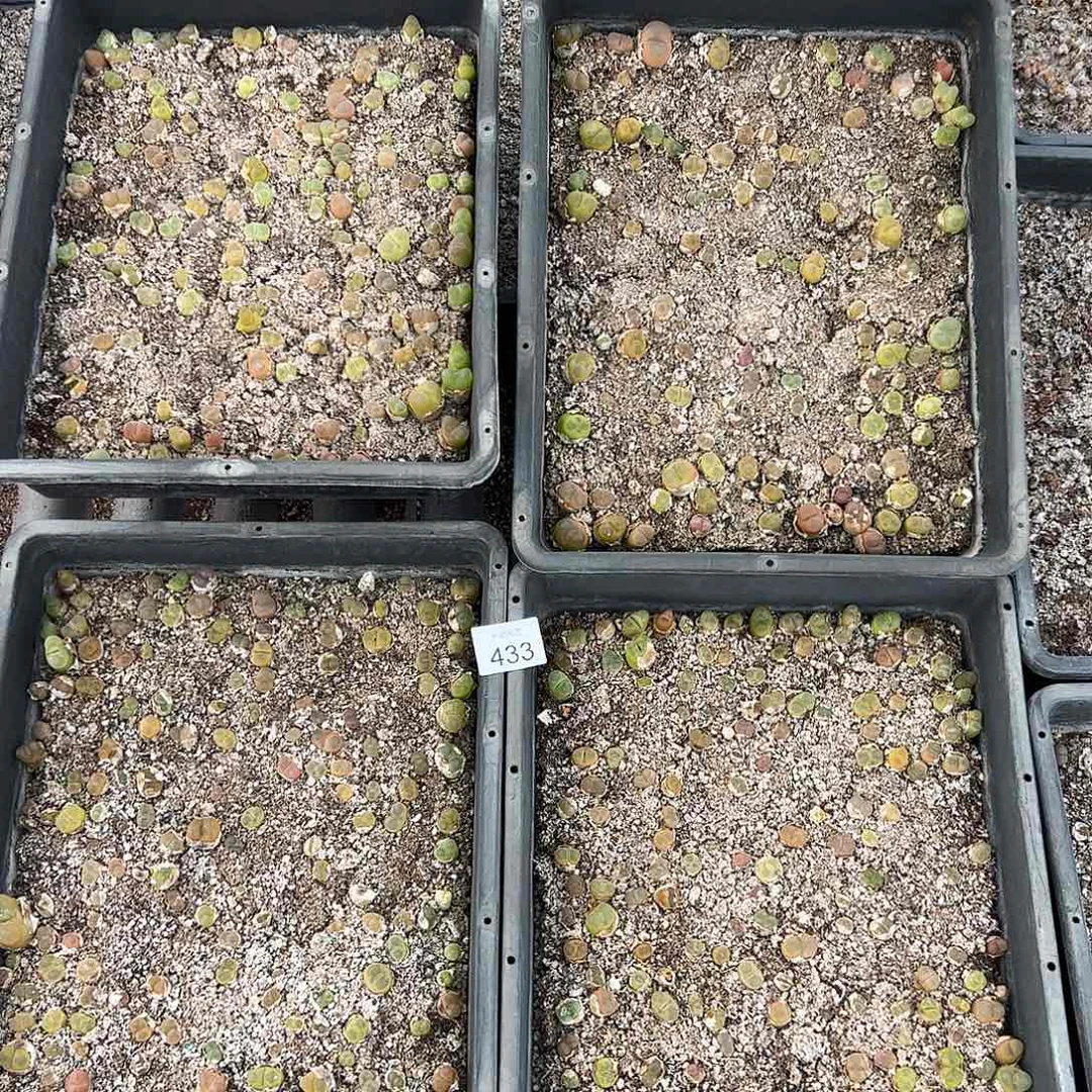 0000433量拍以下1框清框脱土发无售后