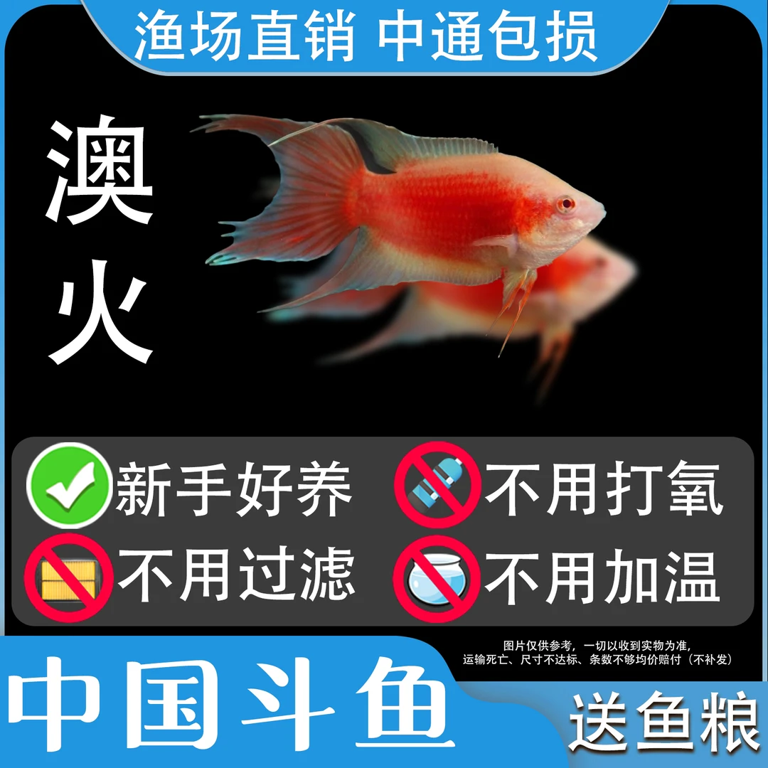 中国斗鱼澳火蓝叉冷水淡水观赏鱼好养耐养金鱼小型鱼改良普叉斗鱼