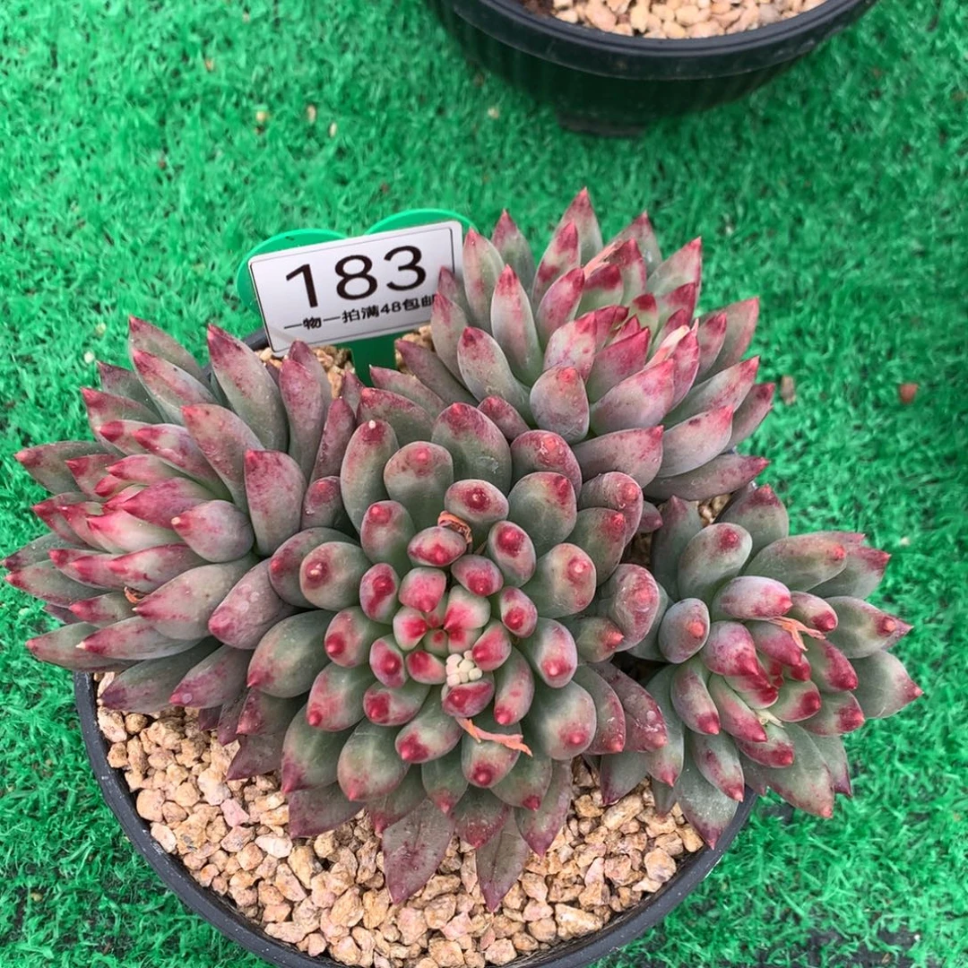 二代虞美人无砍开播福利183