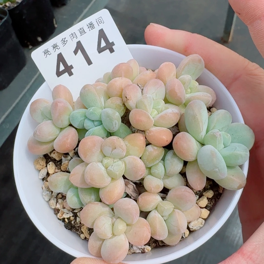 香玉群生            精美多肉植物