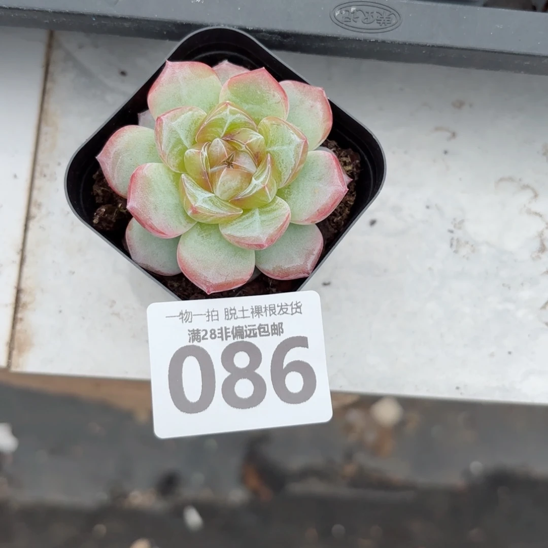 柠檬珍妮无盆土发货