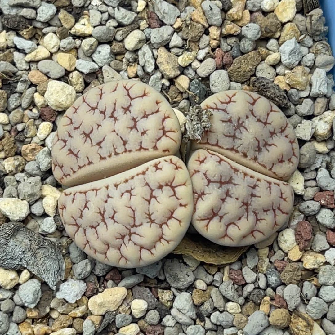 4076双头红蜜纹189一颗单头尺寸2.5