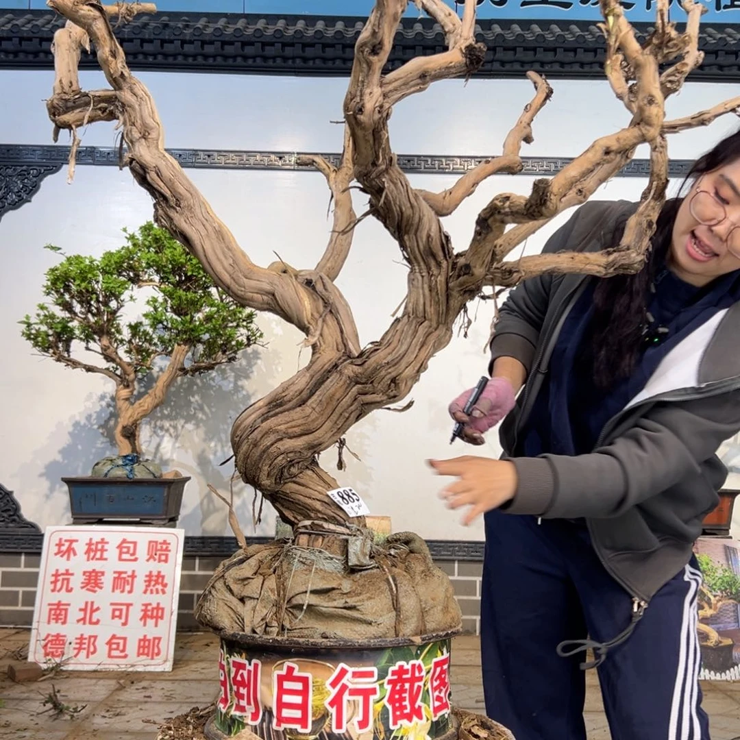 无花朵金银花8888