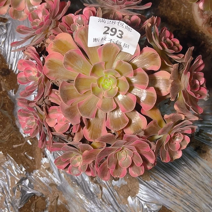 293爱神多肉植物保护