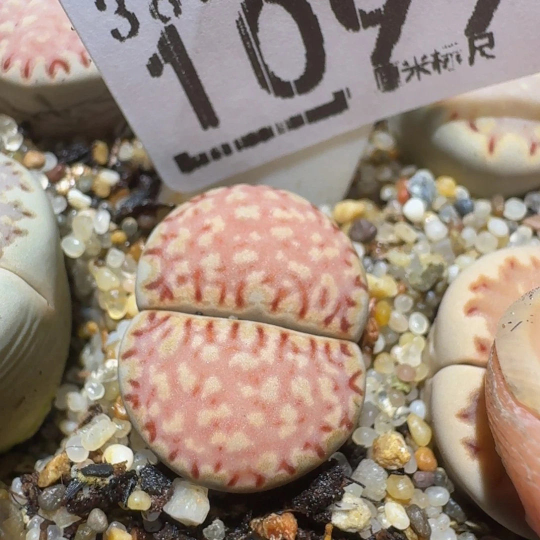 zzzz精品生石花1099