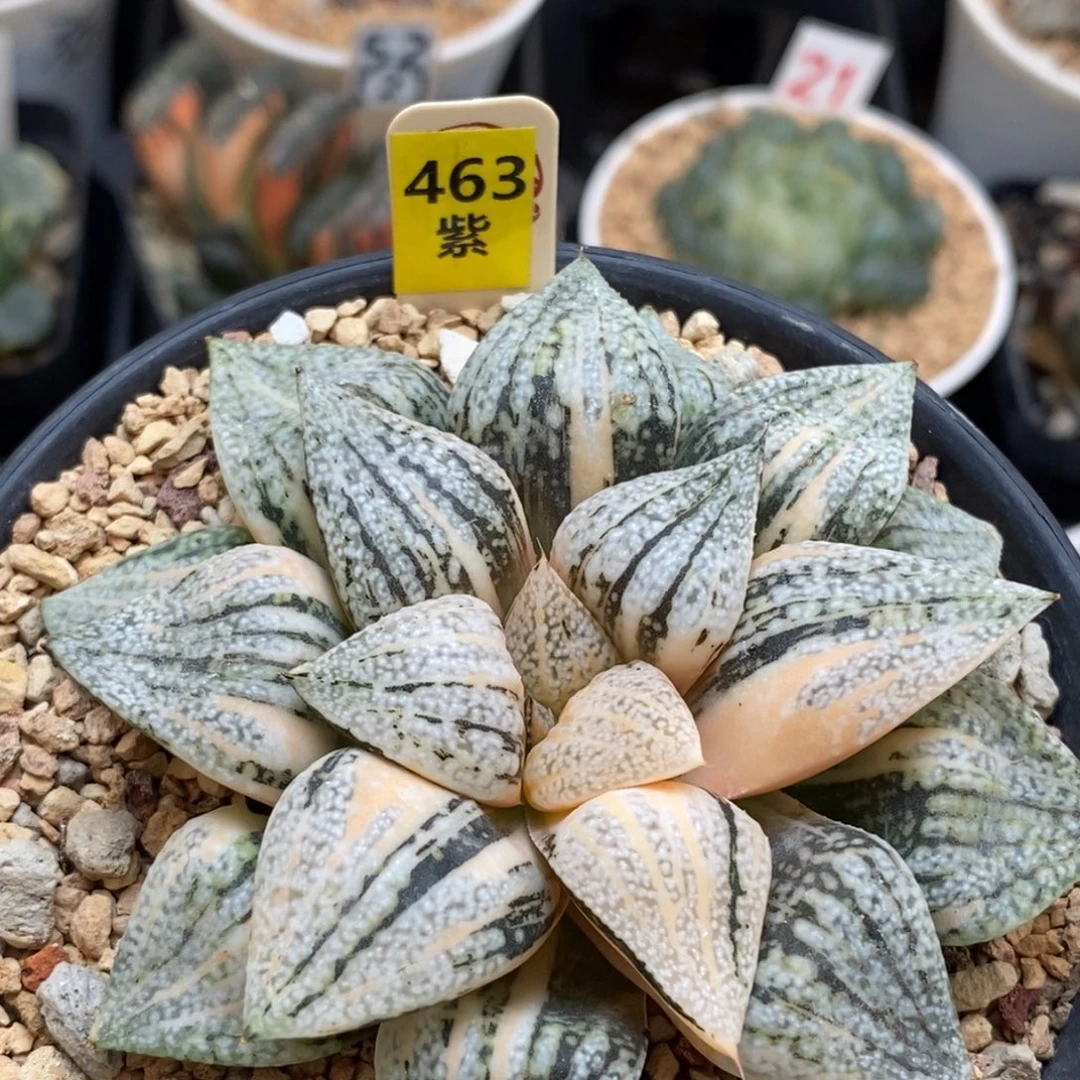 463实生白银多肉植物