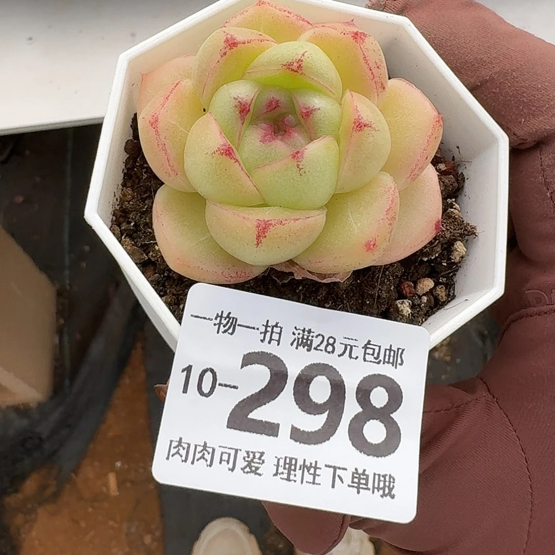 M100无盆土发货无盆土发货无