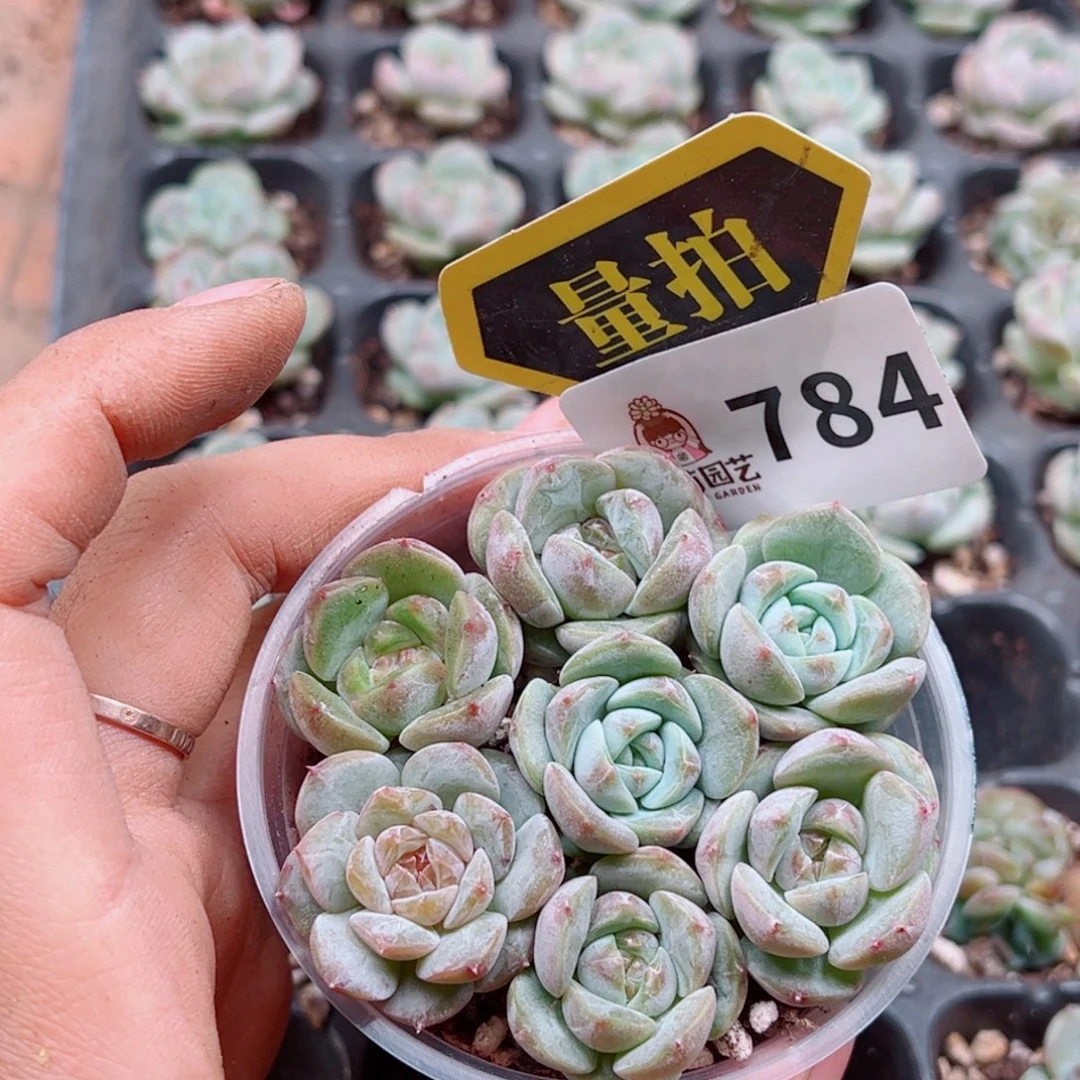 多肉植物多肉植物