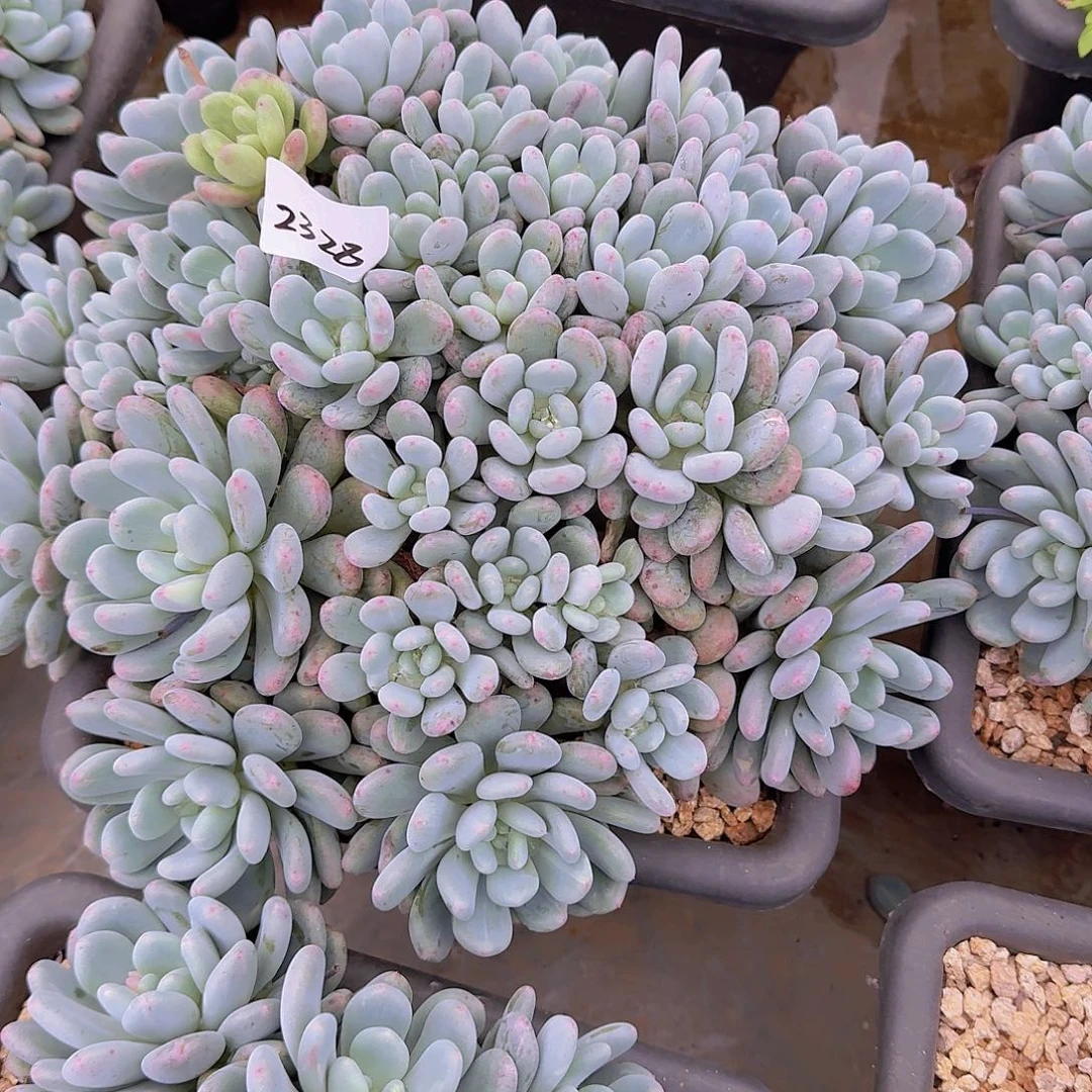 蛋***卷2328香香雪多肉植物